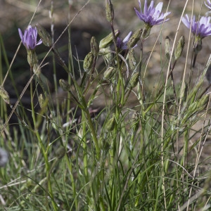 Photographie n°1798810 du taxon Podospermum purpureum (L.) W.D.J.Koch & Ziz