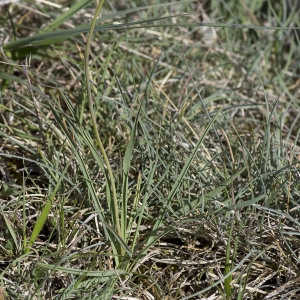 Photographie n°1798817 du taxon Ranunculus gramineus L. [1753]