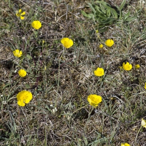 Photographie n°1798831 du taxon Ranunculus gramineus L. [1753]