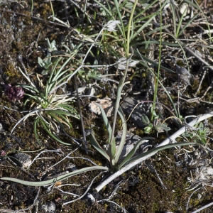 Photographie n°1798836 du taxon Ranunculus gramineus L. [1753]