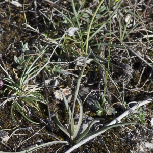 Photographie n°1798837 du taxon Ranunculus gramineus L. [1753]