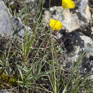 Photographie n°1798842 du taxon Ranunculus gramineus L. [1753]