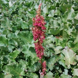 Photographie n°1799419 du taxon Rumex alpinus L. [1759]