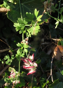 Flora Zura, le  4 juin 2017 (06500 Castillon, France (vers St Antonin))