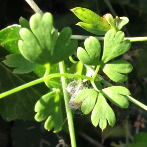 Flora Zura, le  4 juin 2017 (06500 Castillon, France (vers St Antonin))