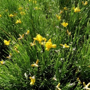 Photographie n°1799914 du taxon Genista radiata (L.) Scop. [1772]