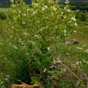 Photographie n°1799935 du taxon Salvia aethiopis L.