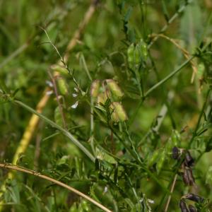 Photographie n°1800039 du taxon Vicia hirsuta (L.) Gray [1821]