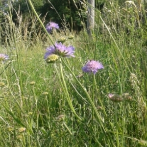 Photographie n°1800283 du taxon Knautia arvensis (L.) Coult. [1828]