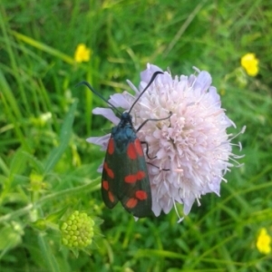 Photographie n°1800292 du taxon Knautia arvensis (L.) Coult. [1828]