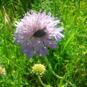 Photographie n°1800293 du taxon Knautia arvensis (L.) Coult. [1828]