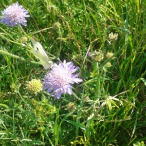 Photographie n°1800295 du taxon Knautia arvensis (L.) Coult. [1828]