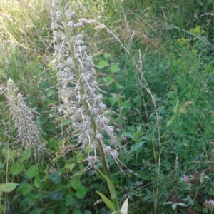 Photographie n°1800317 du taxon Himantoglossum hircinum (L.) Spreng.