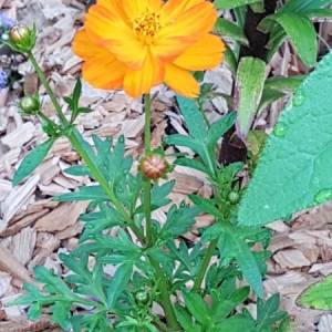 Photographie n°1800991 du taxon Cosmos sulphureus Cav. [1791]