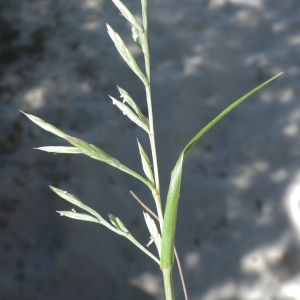 Photographie n°1801178 du taxon Cutandia maritima (L.) Benth. [1881]