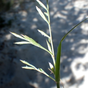 Photographie n°1801181 du taxon Cutandia maritima (L.) Benth. [1881]