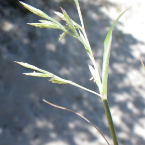 Photographie n°1801182 du taxon Cutandia maritima (L.) Benth. [1881]