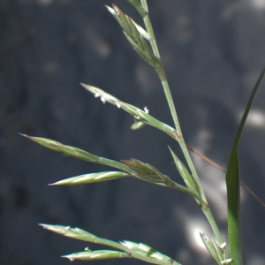 Photographie n°1801184 du taxon Cutandia maritima (L.) Benth. [1881]