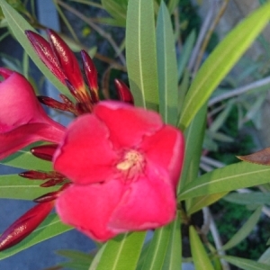 Photographie n°1801540 du taxon Nerium oleander L. [1753]