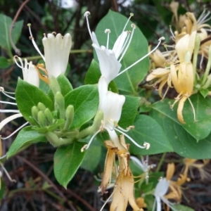 Photographie n°1801703 du taxon Lonicera caprifolium L. [1753]