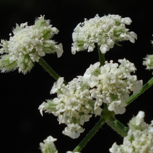 Photographie n°1802295 du taxon Torilis arvensis (Huds.) Link [1821]