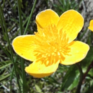 Photographie n°1802527 du taxon Caltha palustris L. [1753]