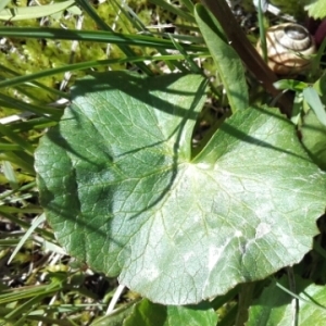 Photographie n°1802528 du taxon Caltha palustris L. [1753]