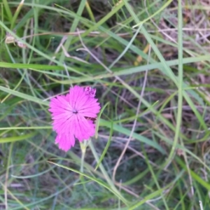 Photographie n°1802774 du taxon Dianthus carthusianorum L. [1753]