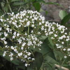 Photographie n°1802840 du taxon Valeriana officinalis L. [1753]