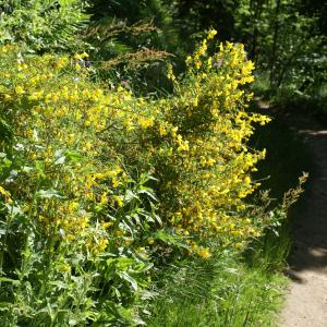 Photographie n°1803100 du taxon Cytisus scoparius (L.) Link [1822]