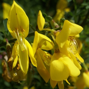 Photographie n°1803120 du taxon Cytisus scoparius (L.) Link [1822]