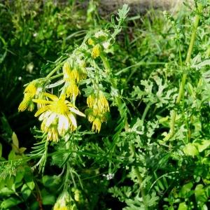 Photographie n°1803741 du taxon Jacobaea erucifolia subsp. erucifolia 