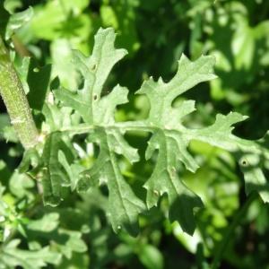 Photographie n°1803780 du taxon Jacobaea erucifolia subsp. erucifolia 