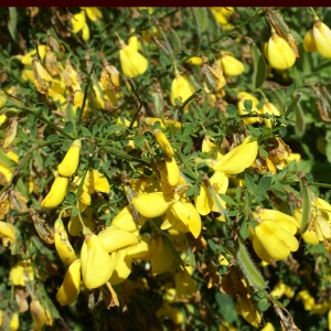 Photographie n°1804007 du taxon Cytisus scoparius (L.) Link [1822]