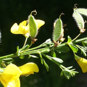 Photographie n°1804020 du taxon Cytisus scoparius (L.) Link [1822]