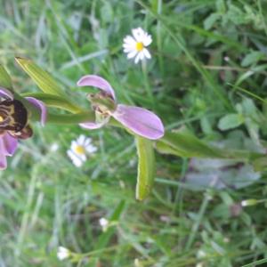 Photographie n°1804066 du taxon Ophrys apifera Huds. [1762]