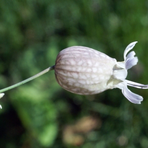 Photographie n°1804168 du taxon Silene vulgaris (Moench) Garcke [1869]