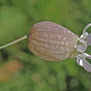 Photographie n°1804179 du taxon Silene vulgaris (Moench) Garcke [1869]