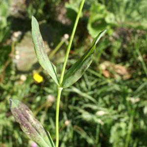 Photographie n°1804229 du taxon Silene vulgaris (Moench) Garcke [1869]