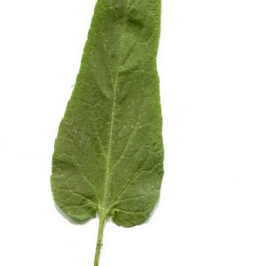 Photographie n°1804266 du taxon Phyteuma betonicifolium Vill. [1785]
