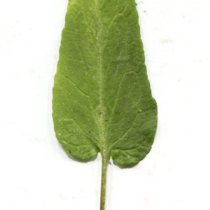 Photographie n°1804281 du taxon Phyteuma betonicifolium Vill. [1785]