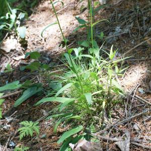 Photographie n°1804369 du taxon Phyteuma betonicifolium Vill. [1785]