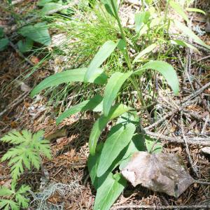 Photographie n°1804382 du taxon Phyteuma betonicifolium Vill. [1785]