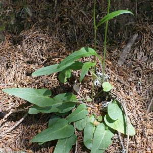 Photographie n°1804413 du taxon Phyteuma betonicifolium Vill. [1785]