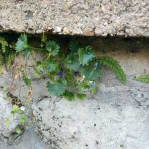 Campanula carpatica Jacq. (Campanule des Carpates)