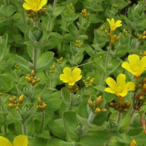 Photographie n°1805000 du taxon Hypericum elodes L. [1759]