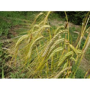 Hordeum vulgare subsp. distichon (L.) Körn. var. distichon (Orge à deux rangs)