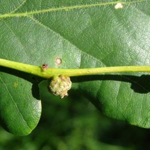 Quercus robur L. var. robur (Chêne pédonculé)