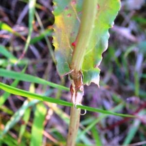 Photographie n°1805613 du taxon Rumex acetosa subsp. acetosa 