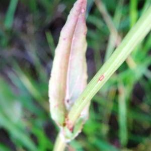 Photographie n°1805624 du taxon Rumex acetosa subsp. acetosa 